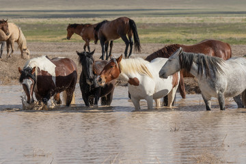 Wild horses Drinking at a Desert Waterhole in Utah