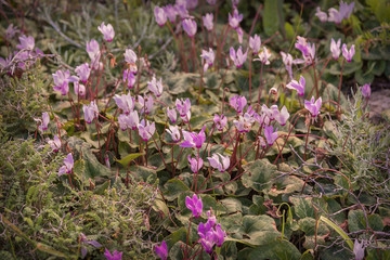 Glade of wild blooming purple cyclamen. Cyclamen purpurascens. Spring landscape. Photo for wallpaper, background, interior