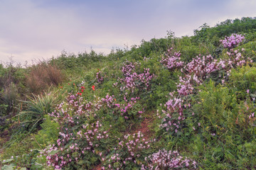 Glade of wild blooming pink purple cyclamen and tulips. Spring landscape