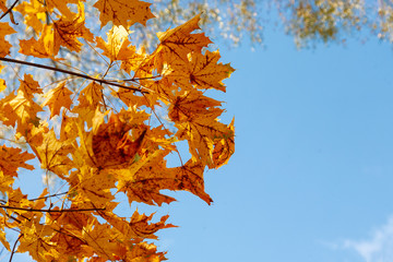 autumn leaves maple against the blue sky