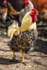 A colourful rooster with his chicken herd.Rooster and Chickens.Free range chicken on a traditional poultry farm