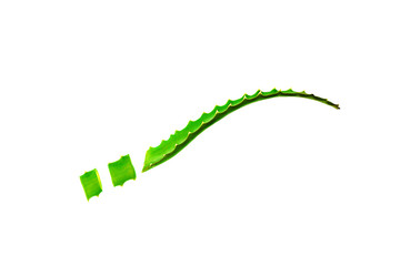 Aloe Vera leaf closeup on white background.