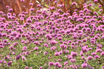 Purple Flower Field