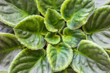 Violet saintpaulias green leaves or African Violets, macro shot, house plant and nature background.African violet flowers (Saintpaulia) closeup look at rare patterns on petals. Selective focus.