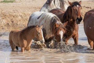 Obraz premium Wild horses Drinking at a Desert Waterhole in Utah
