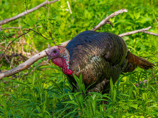 Wild Turkey