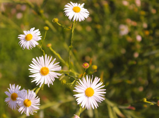 Aster ericoides or Symphyotrichum ericoides