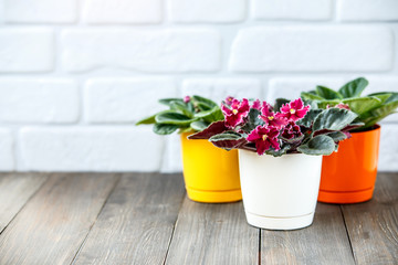 African violets (Saintpaulia) in a home setting on a white wooden background