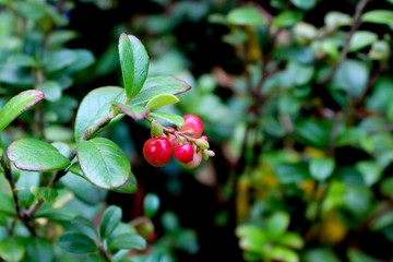 Fototapeta premium red berries on a branch