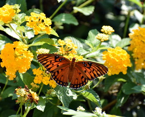 butterfly on yellow flower