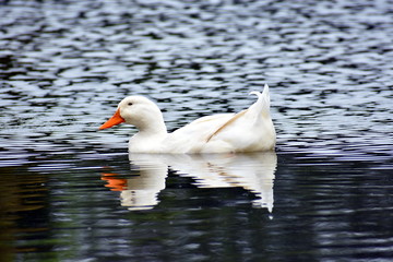 White Duck On Water