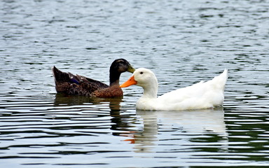 Ducks On Water