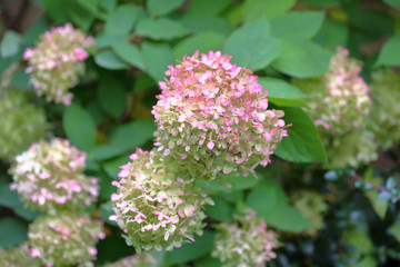 Flowering of the white Hydrangea Paniculata in the city park. Tardiva grade