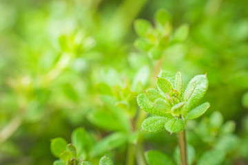 Galium aparine cleavers, clivers, goosegrass, catchweed, stickyweed, robin-run-the-hedge, sticky willy, sticky willow, stickyjack, stickeljack, and grip grass close-up In the spring