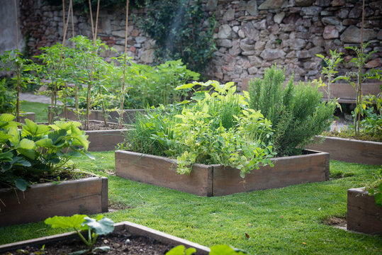 Wooden raised beds in garden of fresh herbs and vegetable