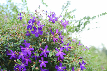 Purple princess flower, Glory flower or Tibouchina Urvilleana in full bloom