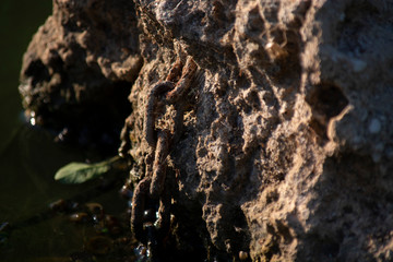 Anchor Chain