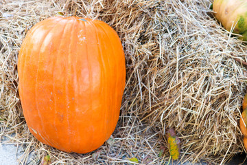 Large orange pumpkin on pack of hay