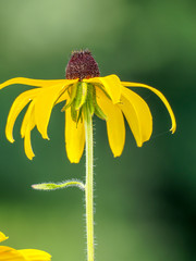 Black-eyed Susan