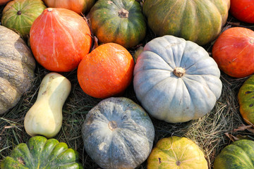 a lot of different colorful pumpkins on hay background