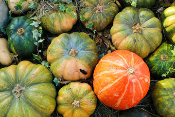 a lot of different colorful pumpkins on hay background