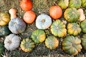 a bunch of colorful pumpkins on hay ready to sale on market