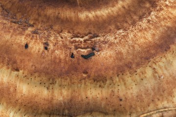 natural ring structure of mushroom