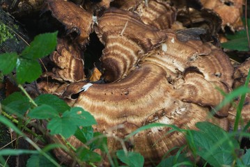 giant flat mushroom with ring structure