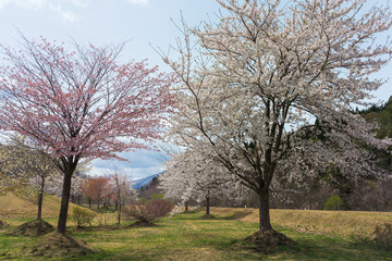 公園の桜
