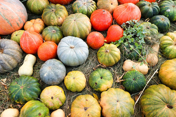 colorful gourds and pumpkins in the grass background