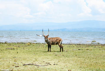 Waterbuck, a large antelope species grazing on Crescent Island Sanctuary on Lake Naivasha in Kenya, Africa.
