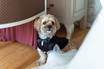 Dog lap-dog in a suit of the groom sits near the bride's dress. Cute dog in a tuxedo and bow tie....