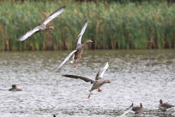 Greylag Geese coming into land