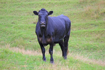 Obraz na płótnie Canvas black cow looking at you
