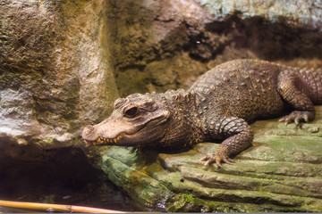 DWARF CROCODILE or OSTEOLAEMUS TETRASPIS is a small croc breed. Very short tiny baby aligator cousing. Mini crocodile on rock