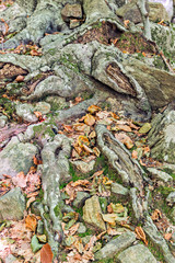 Details of a beech forest in autumn