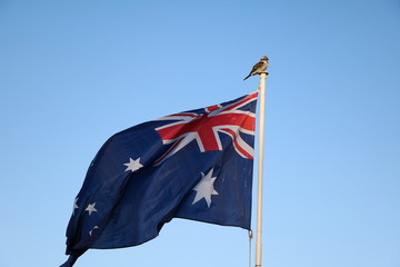 Flag of Australia and Kookaburra