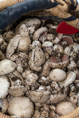 Frische Wiesenchampignons mit Erde