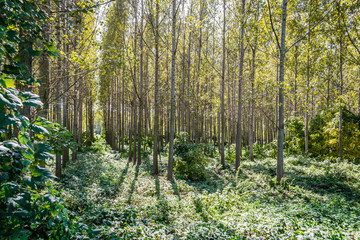 The trees and the canopy of young poplar trees on the bank of the Danube River