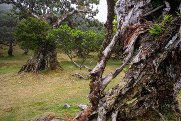 Fanal, Paúl da Serra, Ilha da Madeira. Árvores centenárias (til). 