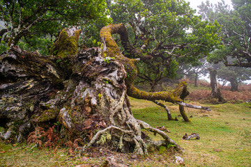 Fanal, Paúl da Serra, Ilha da Madeira. Árvores centenárias (til). 