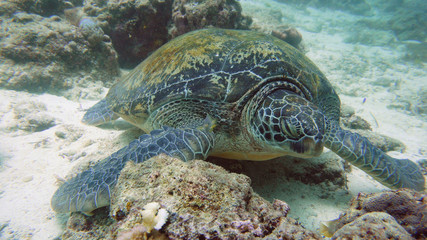 Obraz na płótnie Canvas Green sea turtles underwater during diving. Diving and snorkeling in the tropical sea.