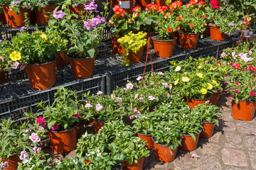 sale of flower pots with ornamental spring flowers on the outdoor farmers market
