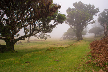 Fanal, Paúl da Serra, Ilha da Madeira. Árvores centenárias (til). 