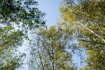 The trees and the canopy of young poplar trees on the bank of the Danube River