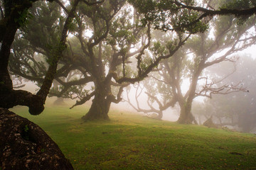 Fanal, Paúl da Serra, Ilha da Madeira. Árvores centenárias (til). 