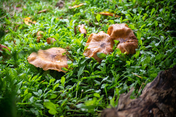 Detalhes outonais texturas da natureza 