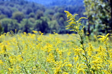 Yellow Flower Field
