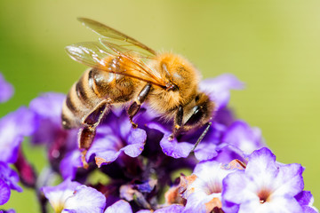 Biene auf Lila Blüten