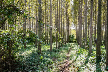 Obraz premium The trees and the canopy of young poplar trees on the bank of the Danube River